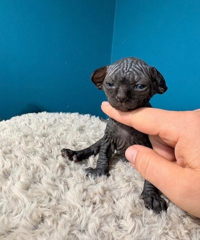 Sphynx-Bambino-Kitten abzugeben.