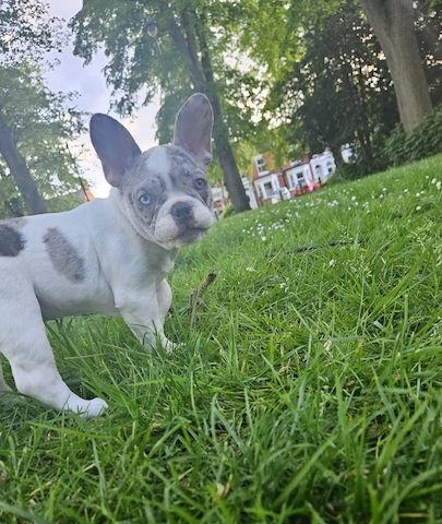 Französische Bulldoggen-Welpen – 6 – Blau & blauäugig