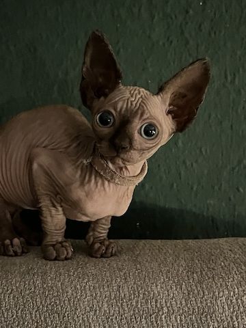 Wunderschöne Kitten suchen liebevolles Zuhause ab Ende des Monats