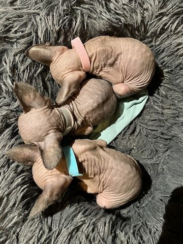 Wunderschöne Kitten suchen liebevolles Zuhause ab Ende des Monats