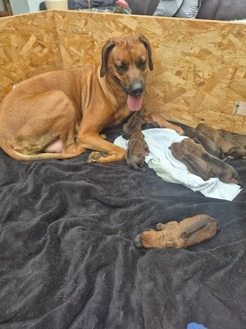 Rhodesian Ridgeback Welpen