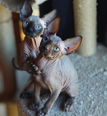 Süße Canadian Sphynx Kitten bereit für neues Zuhause