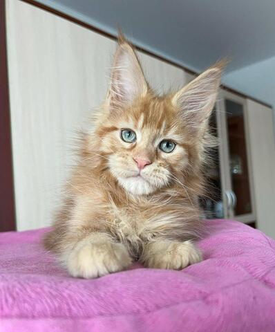 Majestätische Maine-Coon zur Adoption/Wiedereingliederung verfügbar 🐾
