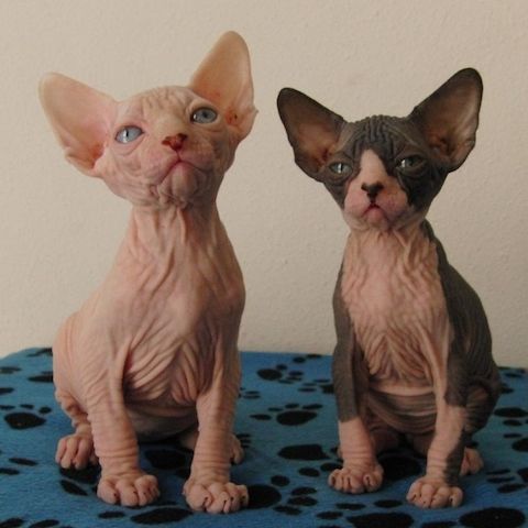 Canadian Sphynx Kitten aus liebevoller Familienaufzucht