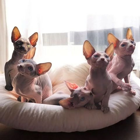Sphynx Babys suchen ihr Für-immer-Zuhause