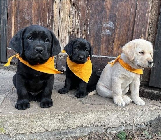 Reinrassige Labradorwelpen suchen ein wundervolles Zuhause