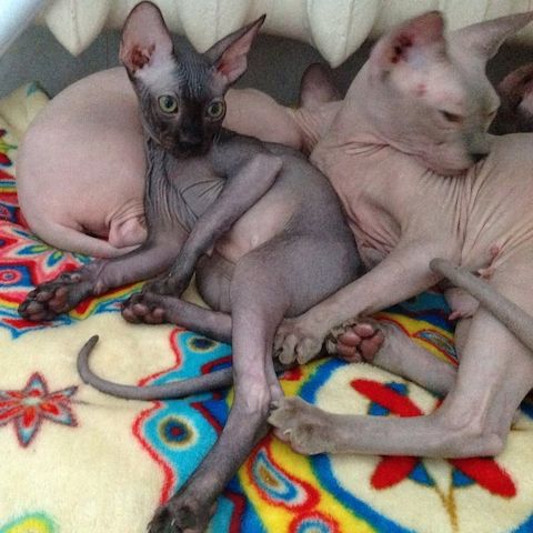Süße Canadian Sphynx Babys suchen Familie