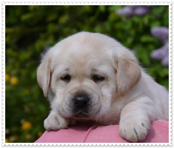 Wunderschöne Labrador Welpen in Schwarz und Gelb aus der Showlinie