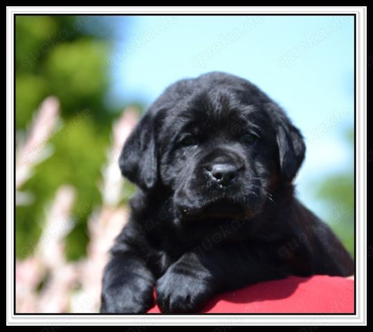 Wunderschöne Labrador Welpen in Schwarz und Gelb aus der Showlinie