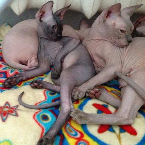 Canadian Sphynx Kitten – bereit für neue Abenteuer