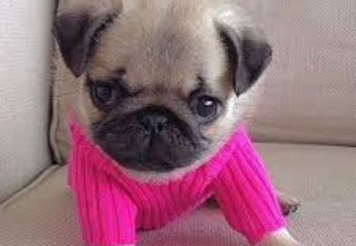 Mops-Welpen zu verkaufen