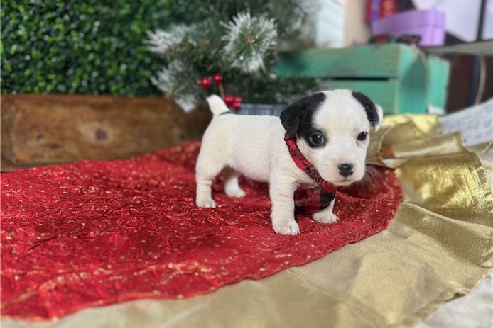 Gesunde Jack-Russell-Welpen zu verkaufen.