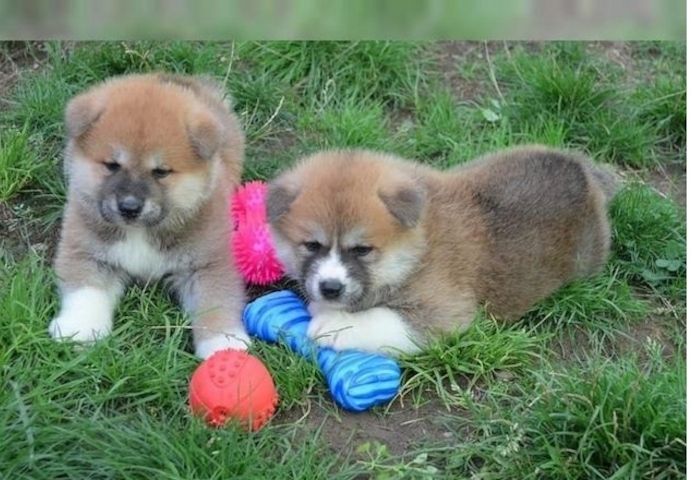 Shiba Inu welpen