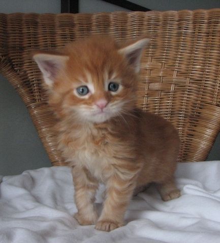 Maine Coon Kätzchen zu verkaufen