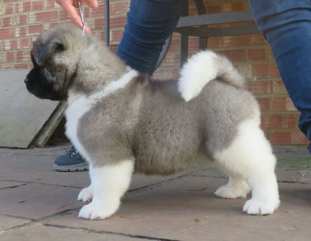 Akita-Welpen.