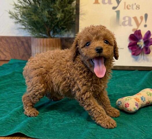Liebevoll aufgezogene Cavapoo-Welpen suchen ein neues Zuhause✅