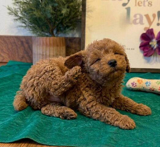 Liebevoll aufgezogene Cavapoo-Welpen suchen ein neues Zuhause✅