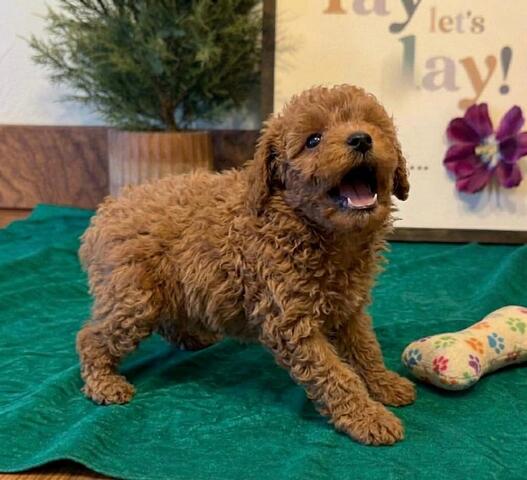 Liebevoll aufgezogene Cavapoo-Welpen suchen ein neues Zuhause✅