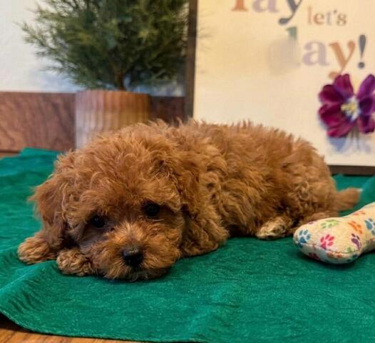 Liebevoll aufgezogene Cavapoo-Welpen suchen ein neues Zuhause✅