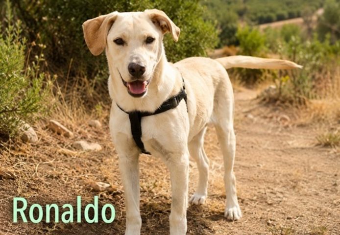 Ronaldo - junger Sunnyboy sucht seine Menschen