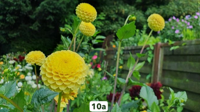 Dahlien /Knollen Mix - 7x