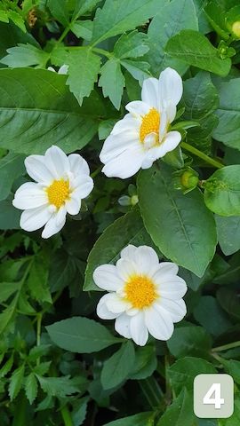 Dahlien /Knollen Mix - 7x