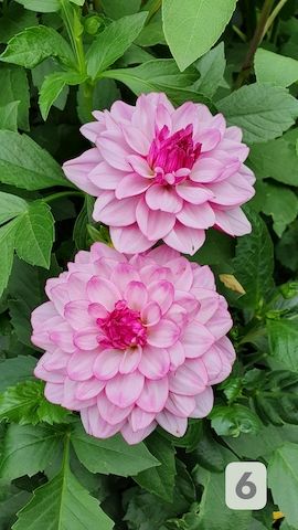 Dahlien /Knollen Mix - 7x