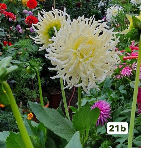 Dahlien /Knollen Mix - 7x