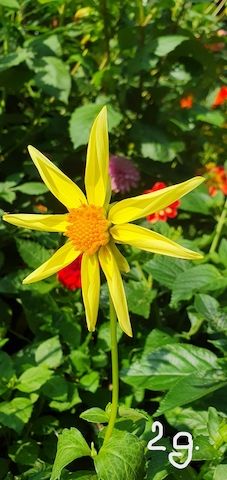 Dahlien /Knollen Mix - 7x