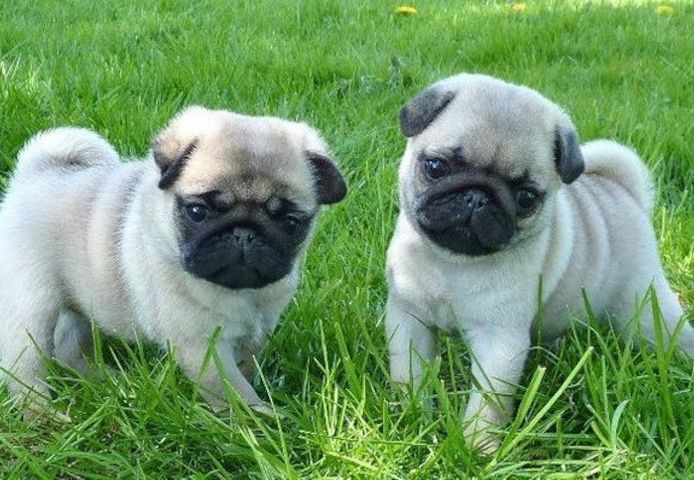 Mops-Welpen zu verkaufen.