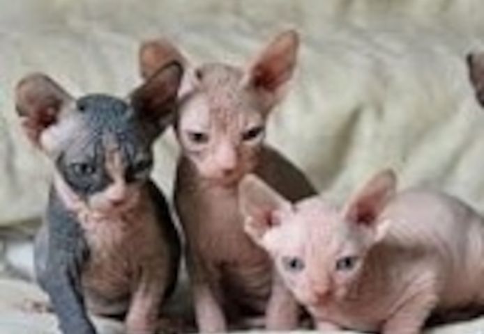 Canadian Sphynx Kätzchen in liebevolle Hände abzugeben