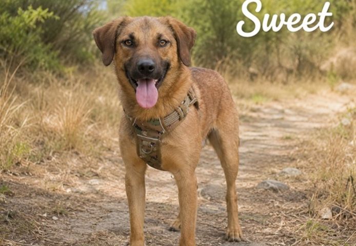 Sweet - fröhlicher Jungspund sucht seine Menschen