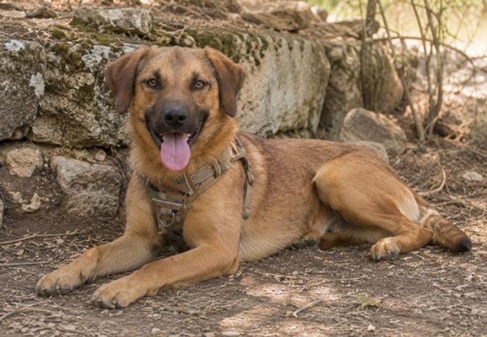 Sweet - fröhlicher Jungspund sucht seine Menschen