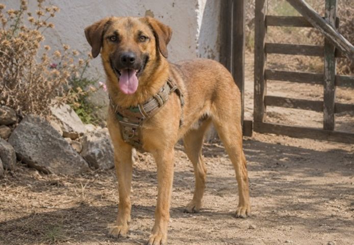 Sweet - fröhlicher Jungspund sucht seine Menschen