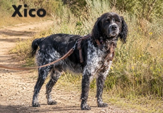 Xico - freundlicher Begleiter mit feinem Wesen