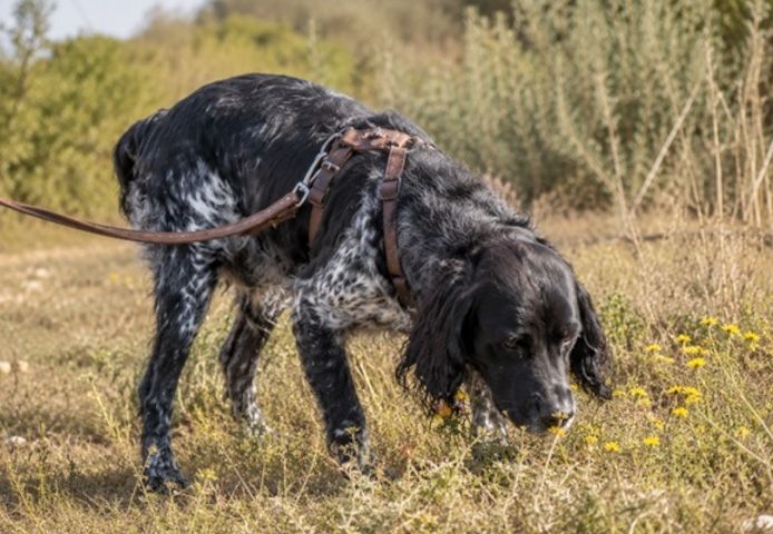 Xico - freundlicher Begleiter mit feinem Wesen