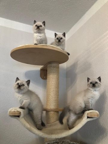 Süße BKH Blue Point Kitten reinrassig