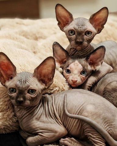 Canadian Sphynx Kitten – verschmust & gesund