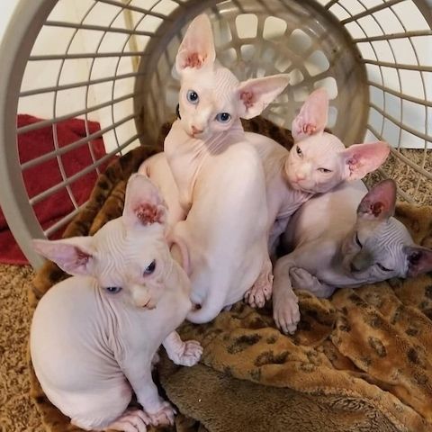 Reinrassige Sphynx Kitten mit Gesundheitsnachweis