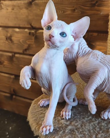 Exklusive Sphynx Kitten aus liebevoller Aufzucht