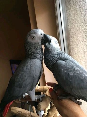 Graupapageien Pärchen