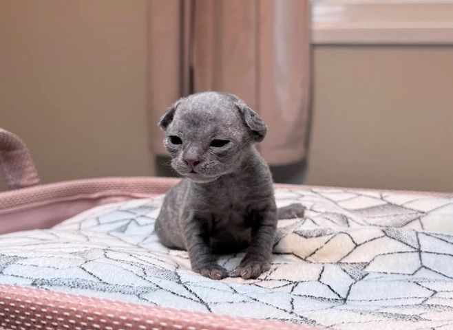 Wunderschöner blauer Devon Rex Kater!