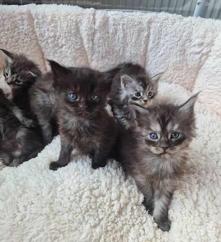Wunderschöne Maine-Coon-Kätzchen