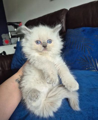 Ragdoll-Kätzchen mit blauen Punkten