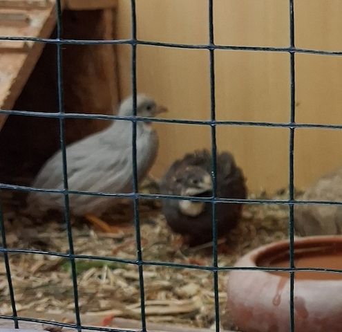 hübsche Chinesische Zwergwachtelhähne