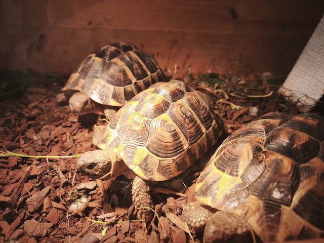3 griechische Landschildkröten