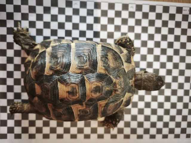 3 griechische Landschildkröten