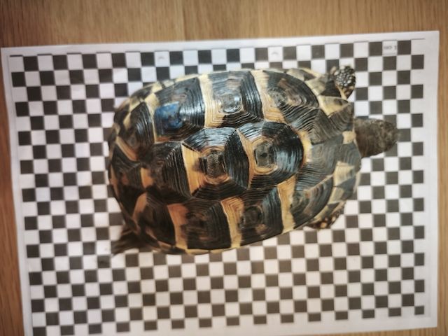 3 griechische Landschildkröten