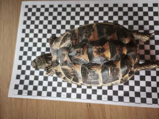 3 griechische Landschildkröten