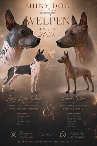 American Hairless Terrier Welpen
